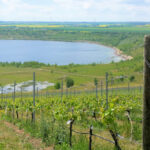 Weinberg am Geiseltalsee
