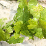 Weinregion Saale-Unstrut